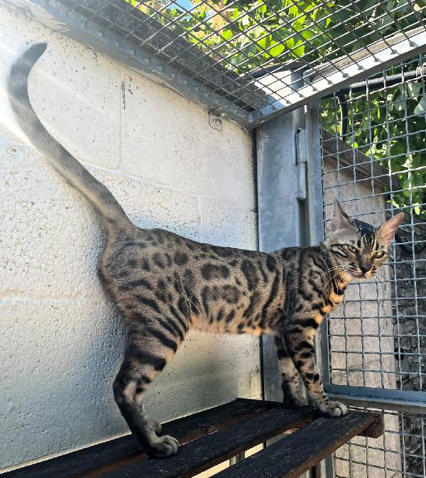 KALI'  GATTINA BENGALA Foto 2